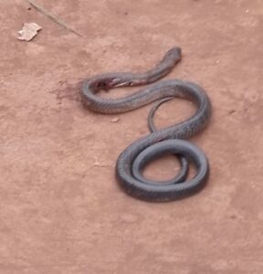Craintes à Ouanda-Djallé suite à des morsures de serpent