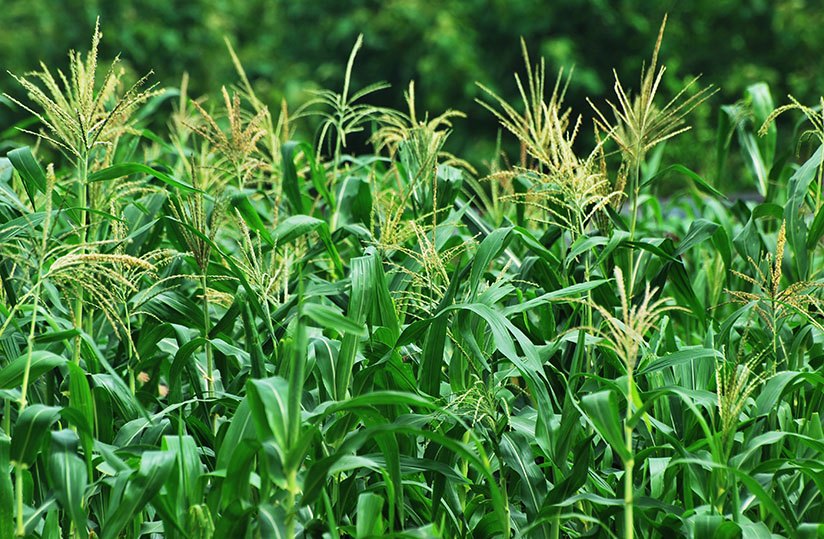 Difficultés Agricoles à Yongofongo : Entre Changement Climatique et Soutien Insuffisant