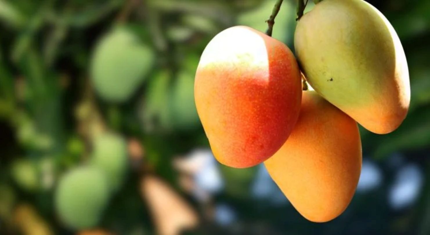 Le Mango : Un Fruit Tropical Résilient aux Hautes Températures