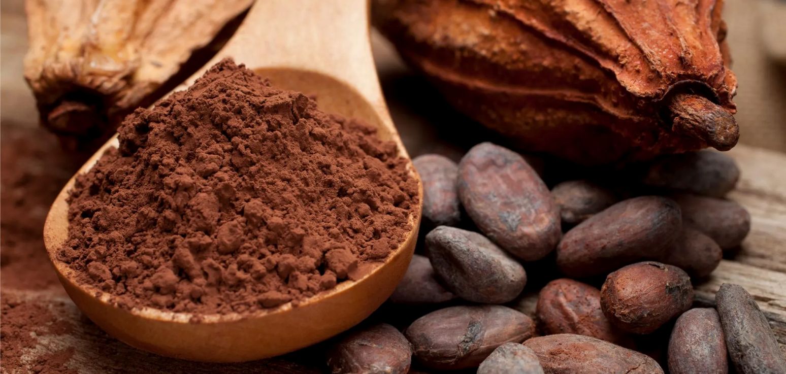 Le Cacao : De la Plante à la Transformation, un Savoir-Faire Clé