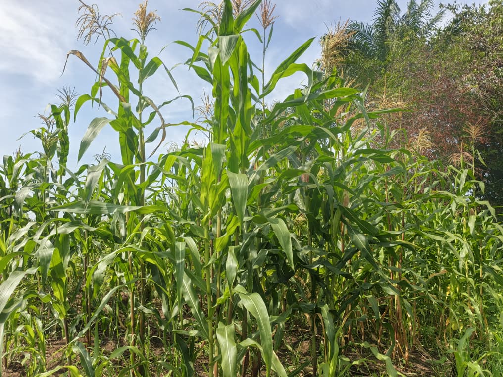 Les agriculteurs d'Afrique Centrale face à la crise climatique