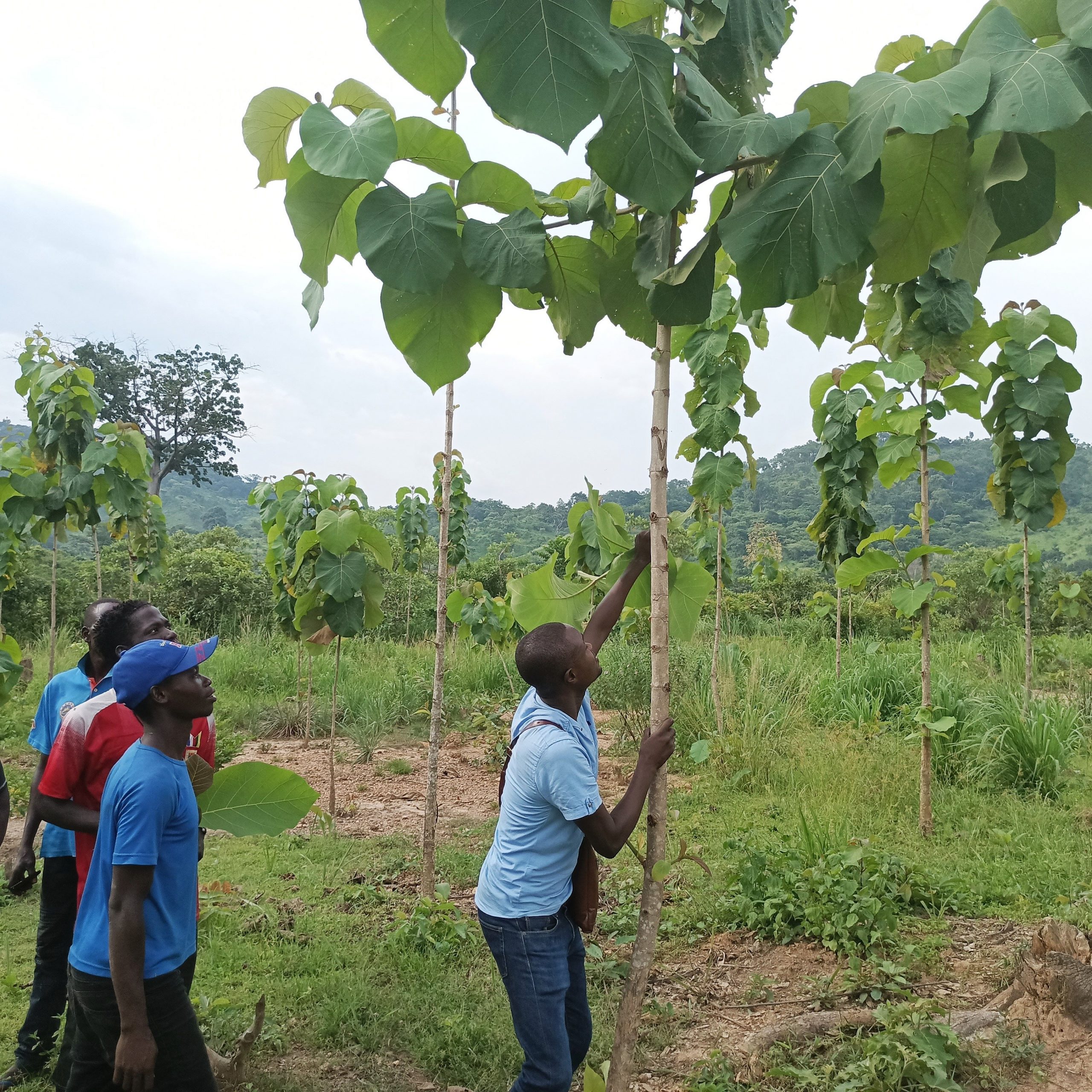 Les jeunes de Bangassou s'engagent pour la protection de l'environnement