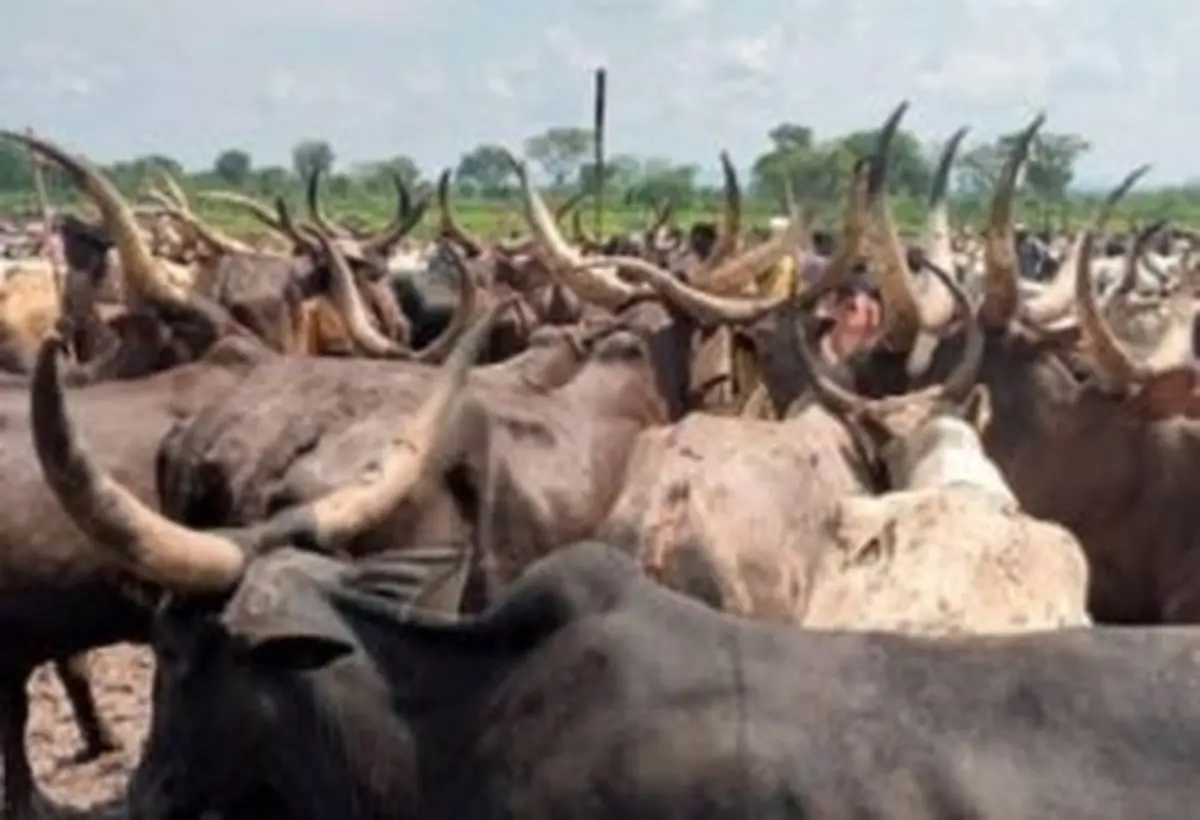 Bilan de la transhumance 2025-2026 en République centrafricaine